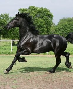 XR9C5733 Friesian – Aandrik Van Het Kasteel – Owned By Joni Kahn, Training Resources, TX