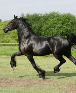 XR9C5735 Friesian – Aandrik Van Het Kasteel – Owned By Joni Kahn, Training Resources, TX