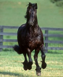 PIC492 Friesian, Moon Shadow Friesian Farm, KY