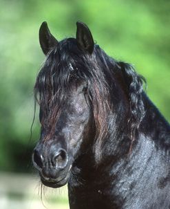 PIC527 Friesian Stallion, Twin Lakes Ranch, TX