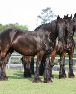 XR9C0471 Friesians, Bluffview Clydesdales & Friesians, FL