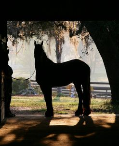 XR9C0735 Friesian In Indoor Stables, Bluffview Clydesdales & Friesians, FL