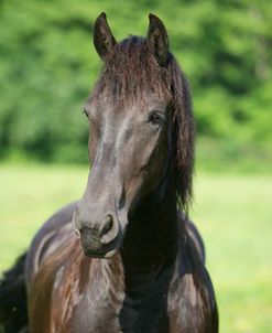 XR9C6872 Friesian, Fryslan Valley Sporthorses, KY