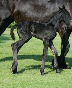 XR9C6901 Friesian Foal, Fryslan Valley Sporthorses, KY