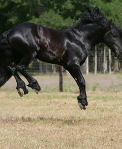 XR9C9746 Friesian – Hermes – Creek Colony, TX