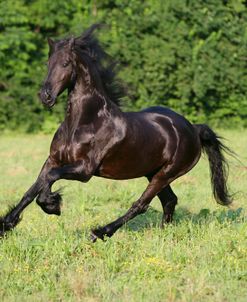 XR9C6737 Friesian, Fryslan Valley Sporthorses, KY