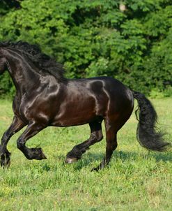 XR9C6765 Friesian, Fryslan Valley Sporthorses, KY