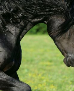 XR9C6799 Friesian, Fryslan Valley Sporthorses, KY