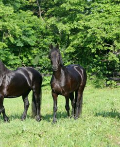 XR9C6852 Friesians, Fryslan Valley Sporthorses, KY