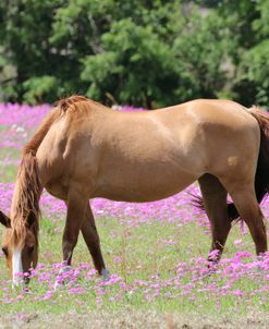1C9A0517 Quarter Horses In Flowers, FL