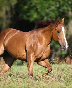 1Z5F0526 Quarter Horse – Wimpies Ace – Lynns Appaloosas, FL