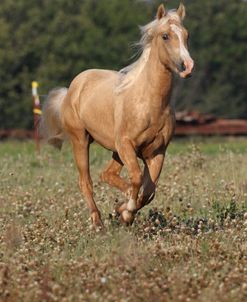 A21C0008 Quarter Horse Youngster, 5 Star Quarter Horses, TX