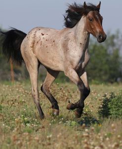 A21C0074 Quarter Horse Youngster, 5 Star Quarter Horses, TX