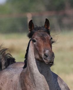A21C0256 Quarter Horse Youngster, 5 Star Quarter Horses, TX