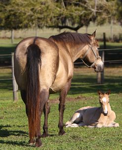 A21C0333 Quarter Horse Mare & Foal Resting, Bo – Bett Farm, FL