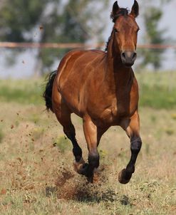 A21C0350 Quarter Horse Youngster, 5 Star Quarter Horses, TX