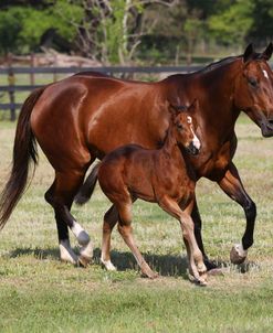 A21C1285 Quarter Horse Mare – Bella & Foal – Rainy – Owned By Jason Young, Connie Thoreson, FL
