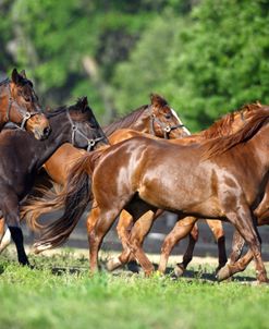 1Z5F1961 Quarter Horses, Roberts Quarter Horses, FL