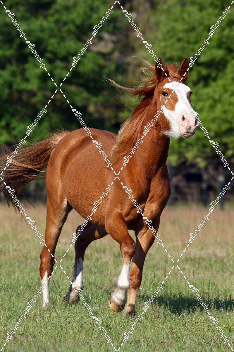 1Z5F7338 Quarter Horse – Chief – Owned By Allen Shull, Hacienda Del Zorro, FL