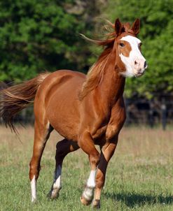 1Z5F7338 Quarter Horse – Chief – Owned By Allen Shull, Hacienda Del Zorro, FL