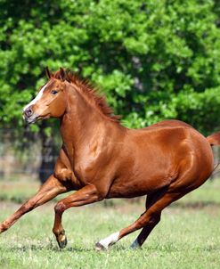 1Z5F7487 Quarter Horse – Savannah – Owned By Lynda Kane, Hacienda Del Zorro, FL