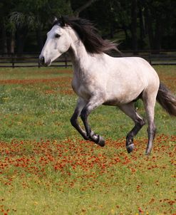 A21C2674 Quarter Horse, LaEscola, TX