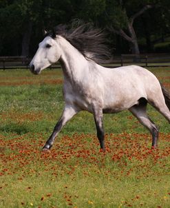 A21C2676 Quarter Horse, LaEscola, TX