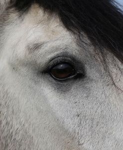 A21C2806 Quarter Horse Eye, La Escola, TX