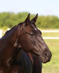 A21C4493 Quarter Horse – Nebraska – Owned By  Rachel Watson, Bar W Ranch, OK