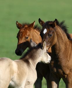 A21C5050 Meeting – Quarter Horse Foals, Bo – Bett Farm, FL