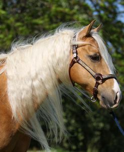 A21C5280 Palomino Quarter Horse, Great Oaks Ranch, CA