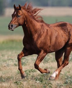 A21C1326 Quarter Horse Stallion – Lightning – Owned By Carrie English, Cross O Ranch, OK