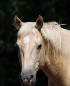 A21C1599 Palomino Quarter Horse, Cavu Arabians, TX