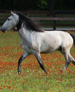 A21C2604 Quarter Horse, LaEscola, TX