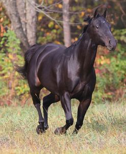 A21C6720 Quarter Horse Mare – Larks Lovely Lady – Owned By Katie Hartsuff, Looking Glass Farm, MI