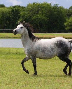 A21C7199 Quarter Horse, Rancho Andalucia, TX