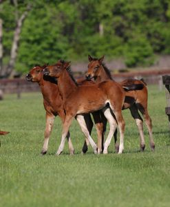 A21C8200 Quarter Horse Mares & Foals, Bo – Bett Farm, FL