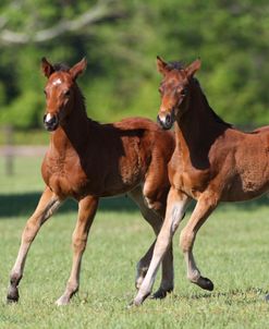 A21C8253 Quarter Horse Foals, Bo – Bett Farm, FL