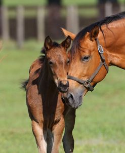A21C8284 Quarter Horse Mare & Foal, Bo – Bett Farm, FL