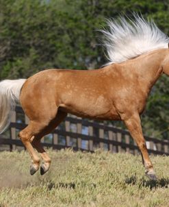 A21C5329 Behaviour, Palomino Quarter Horse, Great Oaks Ranch, CA