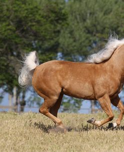 A21C5334 Palomino Quarter Horse, Great Oaks Ranch, CA