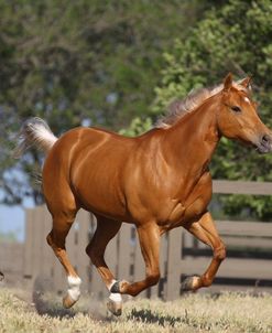 A21C5412 Palomino Quarter Horse, Great Oaks Ranch, CA