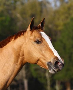 A21C6299 Red Dun Quarter Horse – Abigail – Owned By Alexa Valko, Hacienda Del Zorro, FL