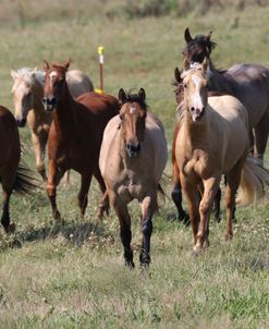 A21C9163 Quarter Horses, 5 Star Quarter Horses, TX