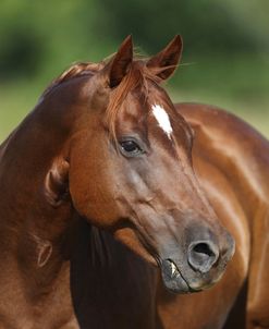 A21C9252 Quarter Horse Mare – Skippers Skippet – Owned By Cheri Bracheen, Vanguard Arabians, TX