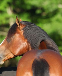 A21C9432 Quarter Horse – Levi – Pine Meadows Quarter Horses, FL