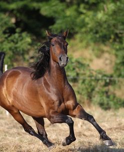 A21C9468 Quarter Horse – Charlie – Owned By Brittany Peden, TX