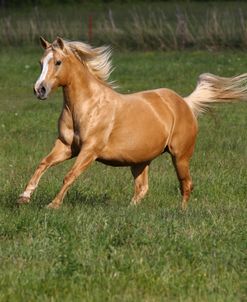 A21C9599 Palomino Quarter Horse – Seminole Rose – Seminole Wind Paints & Quarters, TX