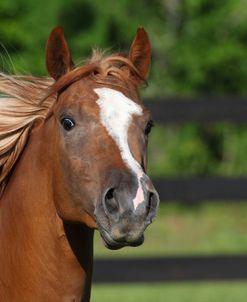 A21C9640 Quarter Horse – Kate – Pine Meadows Quarter Horses, FL