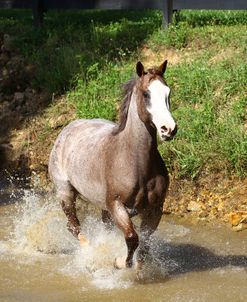 A21C8394 Behaviour, Quarter Horse Mare – DMAC Spoon Tango – In Water, Yellow Creek Ranch, TN